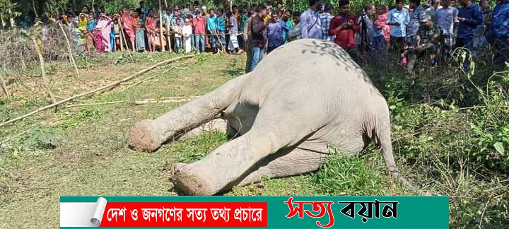 শেরপুরে বন্যহাতির রহস্যজনক মৃত্যু-সত্যবয়ান
