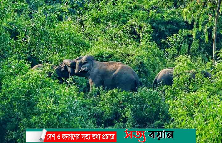 দিনে দিনে বেড়ে যাচ্ছে  শেরপুর সীমান্তে বন্য হাতির উপদ্রব আতঙ্কে স্থায়ী বাসিন্দারা-সত্যবয়ান