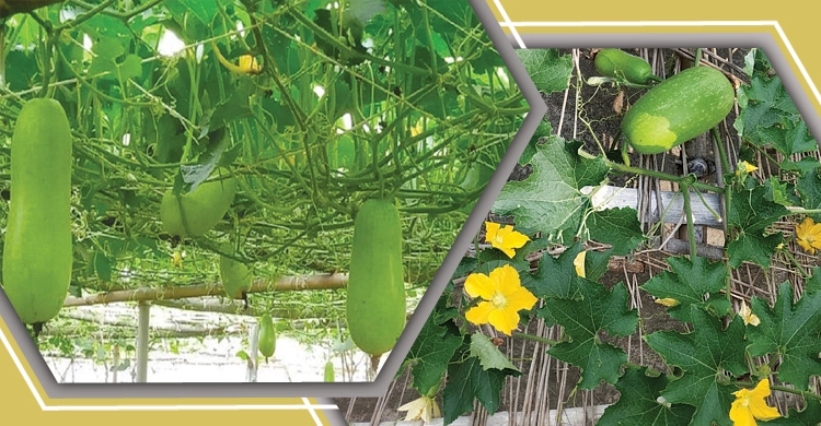 চালকুমড়া চাষ যে ভাবে করবেন-সত্যবয়ান