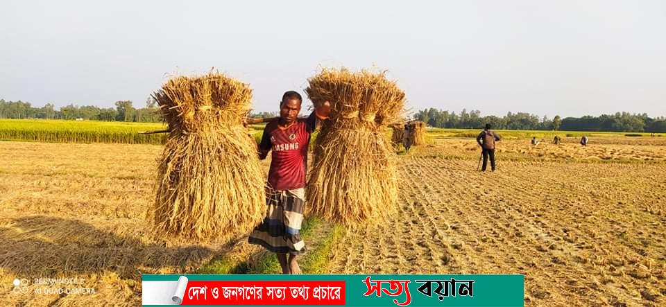 শেরপুরে আগাম আমন ধান কাটা শুরু-সত্যবয়ান
