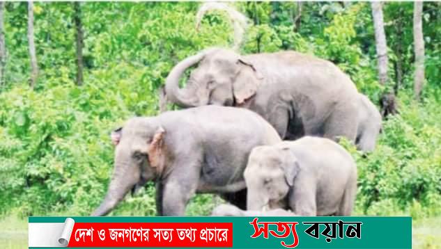 হাতির দেশ রফিক মজিদ-সত্যবয়ান