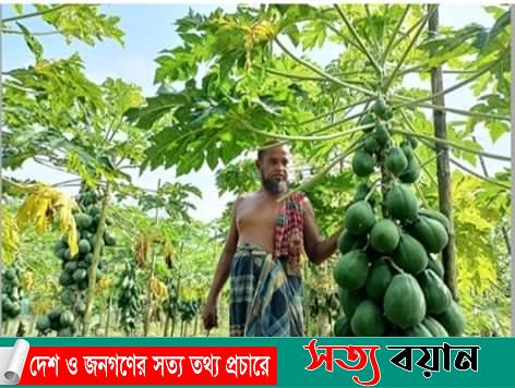 ত্রিশালে পেঁপে চাষে সফল শহিদুল ইসলাম-সত্যবয়ান