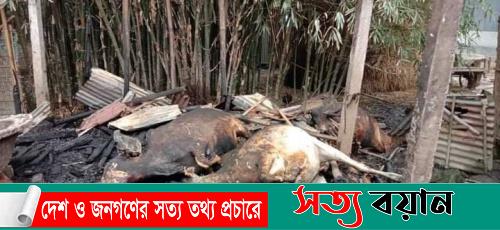 ঝিনাইগাতীতে ভয়াবহ অগ্নিকান্ডে পুড়ে গেছে কৃষকের ৬টি গরু-সত্যবয়ান