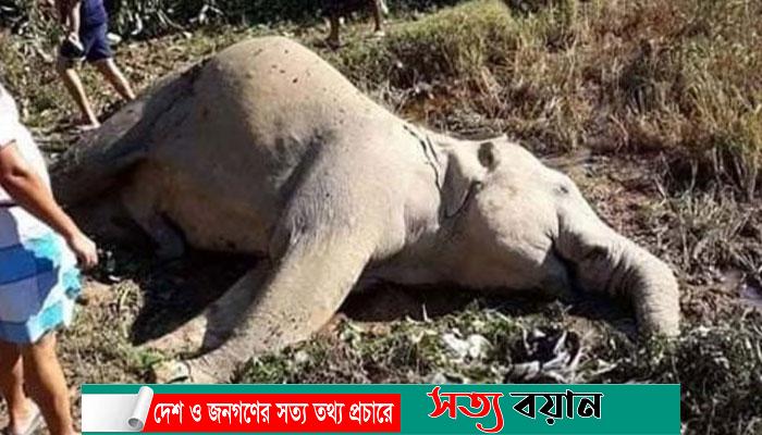 শেরপুরের শ্রীবরদীতে হাতি হত্যা মামলার আরো দুই আসামি কারাগারে-সত্যবয়ান