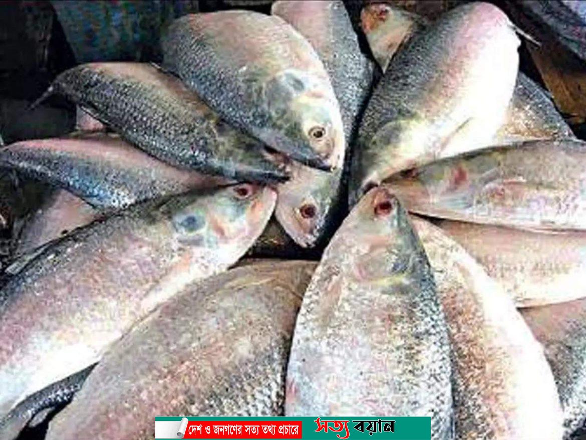 বাজার কাঁপালো ইলিশ||সত্যবয়ান