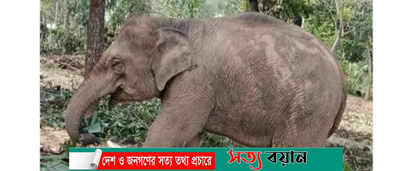 অবৈধভাবে আটকে রাখা হাতিকে উদ্ধার করে আইনগত ব্যবস্থা নেয়ায় ধন্যবাদ সবুজ আন্দোলনের||সত্যবয়ান