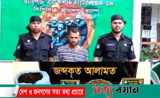 শেরপুরে র‌্যাবের অভিযানে গাঁজাসহ মাদক কারবারি গ্রেফতার||সত্যবয়ান