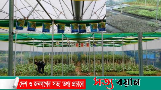 শেরপুরের ঝিনাইগাতীতে পলিনেটে সুফল পাচ্ছে কৃষকরা||সত্যবয়ান