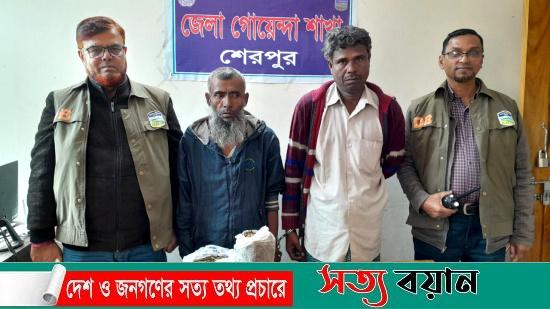 শেরপুরে গাঁজাসহ সহোদর দুই ভাই গ্রেফতার:সত্যবয়ান