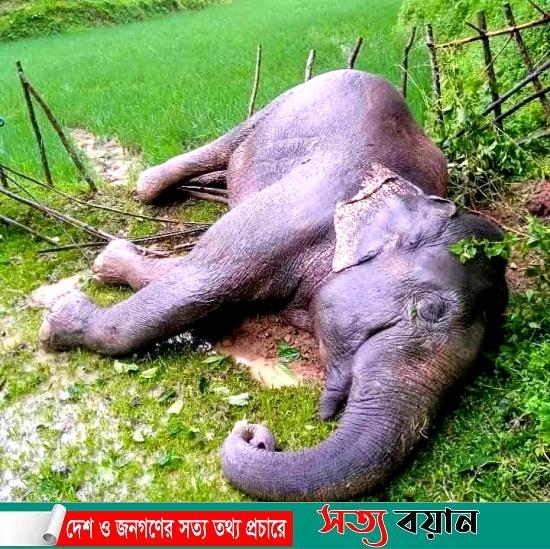 শেরপুরের ঝিনাইগাতীর পাহাড়ে আবারও বন্যহাতির মরদেহ উদ্ধার