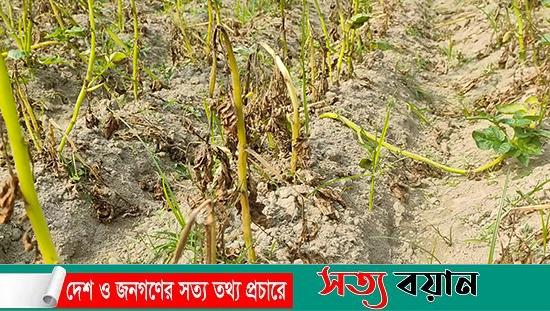 শেরপুরে আলুর ক্ষেতে লেট ব্লাইট রোগ, ওষুধ ছিটিয়েও নিস্তার নেই