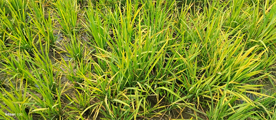 শেরপুরে নাফকো হাইব্রিড-২ ও মিতালী-৪ ধান রোপণ করে কৃষকের মাথায় হাত