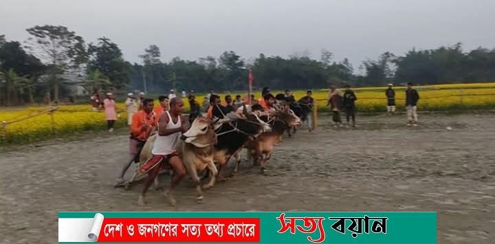 শেরপুরে গ্রাম বাংলার ঐতিহ্যবাহী গরুর মই দৌঁড়ের ফাইনাল খেলা অনুষ্ঠিত
