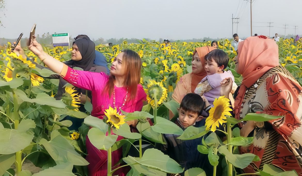 শেরপুরে ৫০ টাকার টিকিটে সূর্যমুখীর সাথে সেলফি তুলতে দর্শনার্থীদের ভীড়