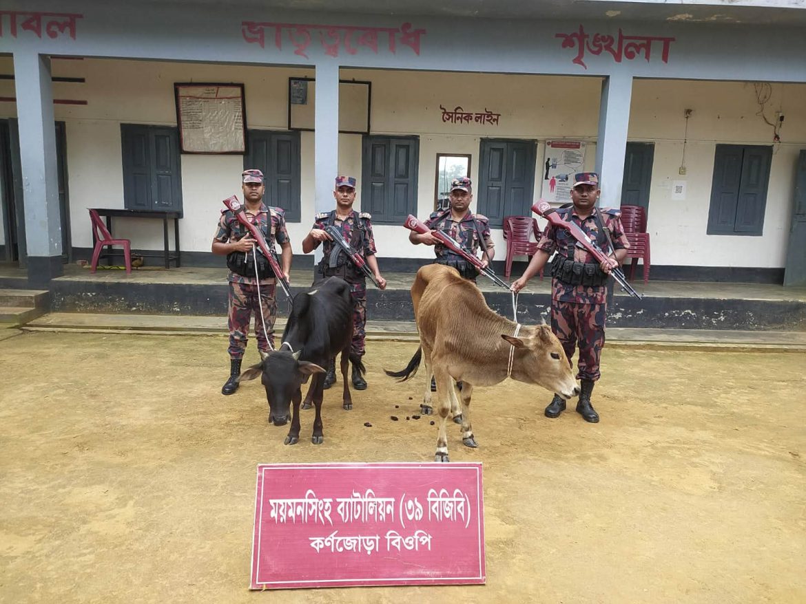 শ্রীবরদী সীমান্তে বিজিবির অভিযানে  ভারতীয় ২ গরু জব্দ