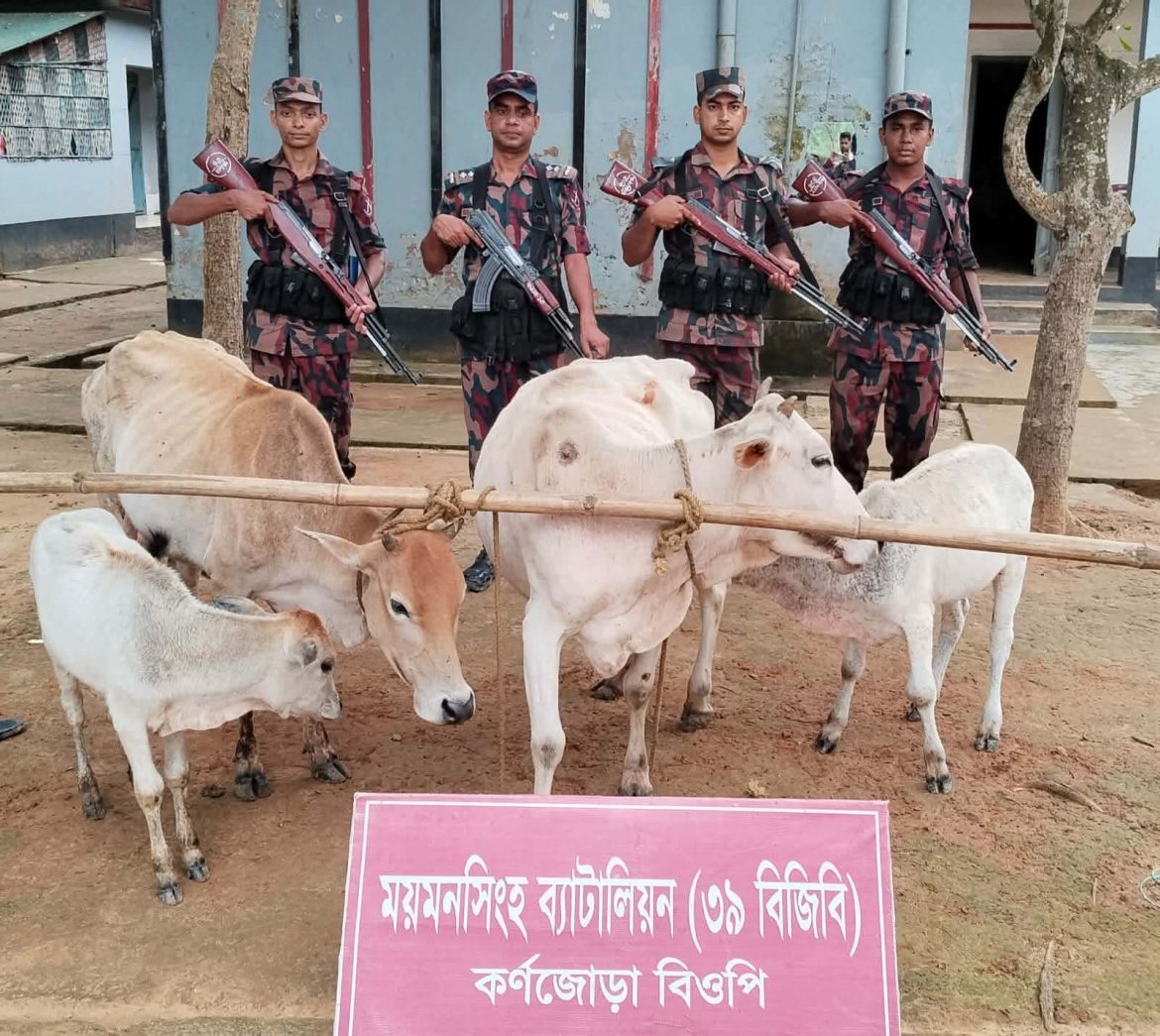 শ্রীবরদী সীমান্ত থেকে মালিক বিহীন ৪ ভারতীয় গরু উদ্ধার